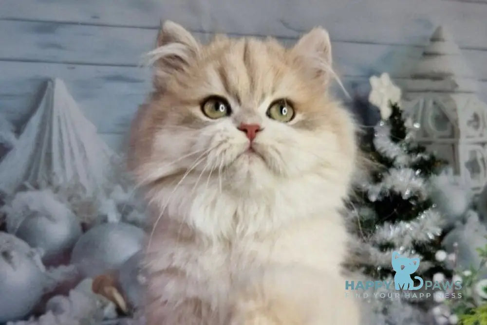 Ideal British Longhair male blue golden shaded live animals