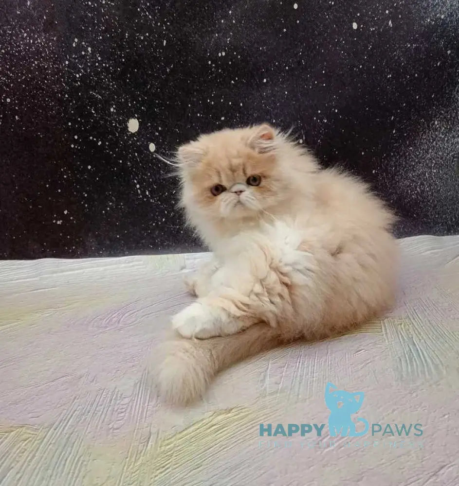 Idelisa Persian female cream bicolour live animals