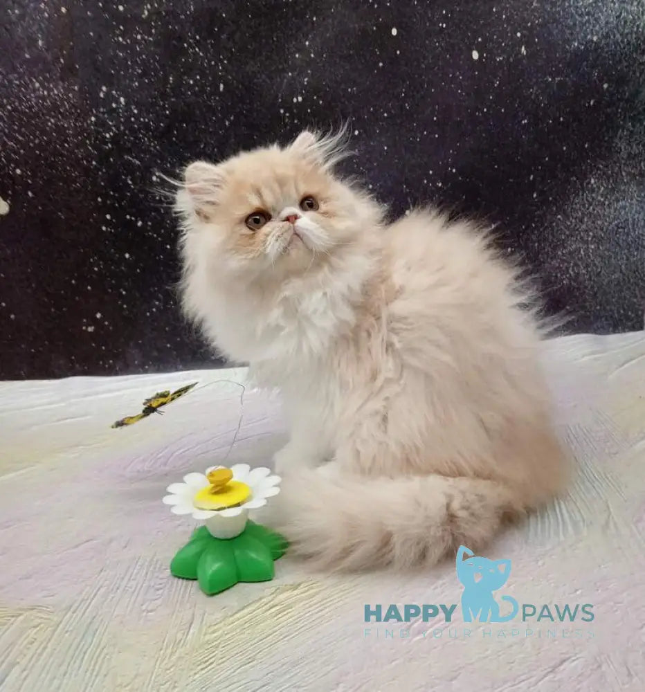 Idelisa Persian female cream bicolour live animals