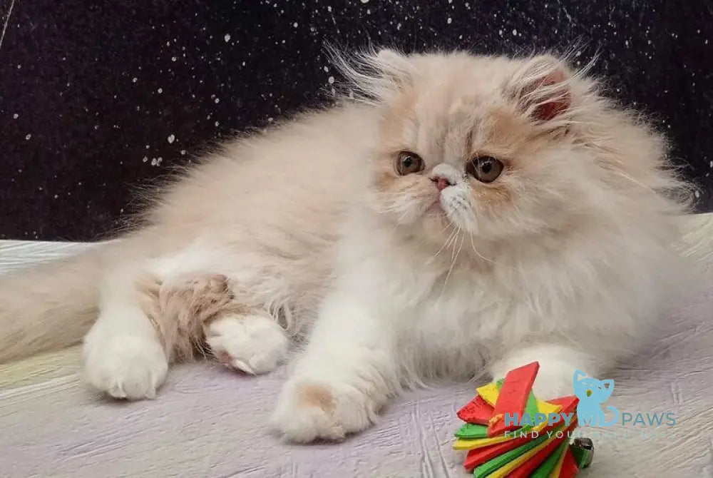 Idelisa Persian female cream bicolour live animals