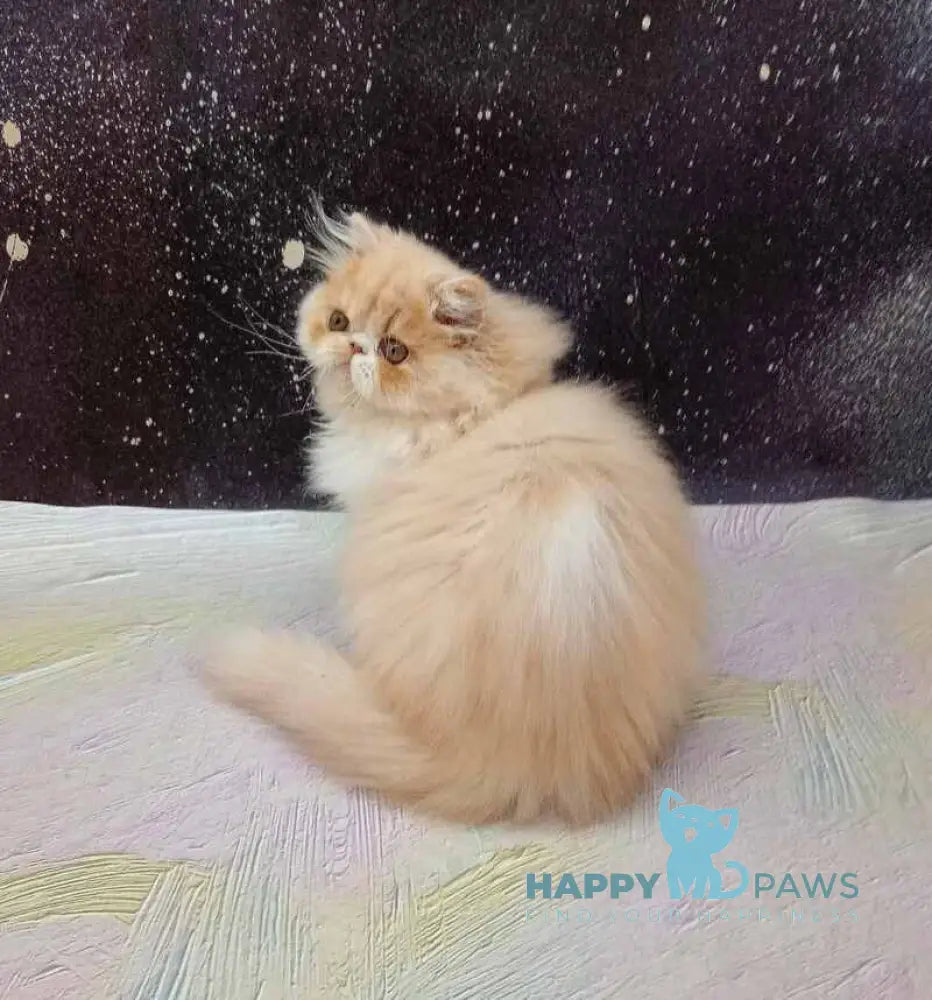 Idelisa Persian female cream bicolour live animals