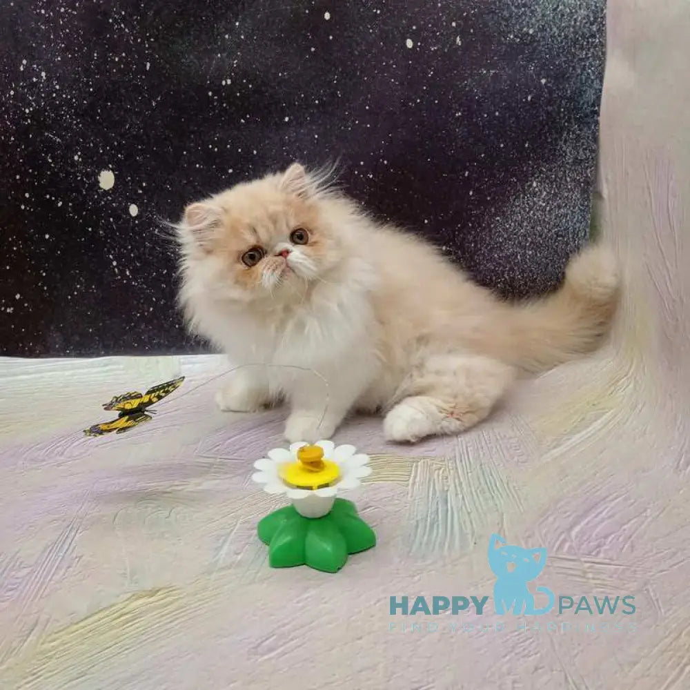 Idelisa Persian female cream bicolour live animals