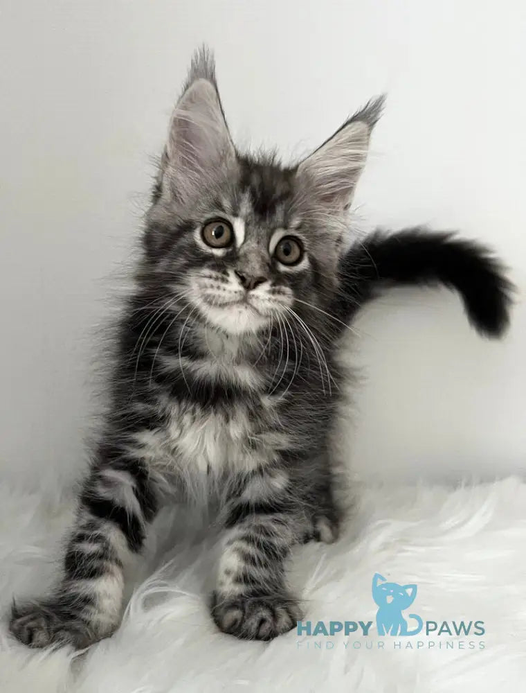 Idella Maine Coon female black silver tabby live animals