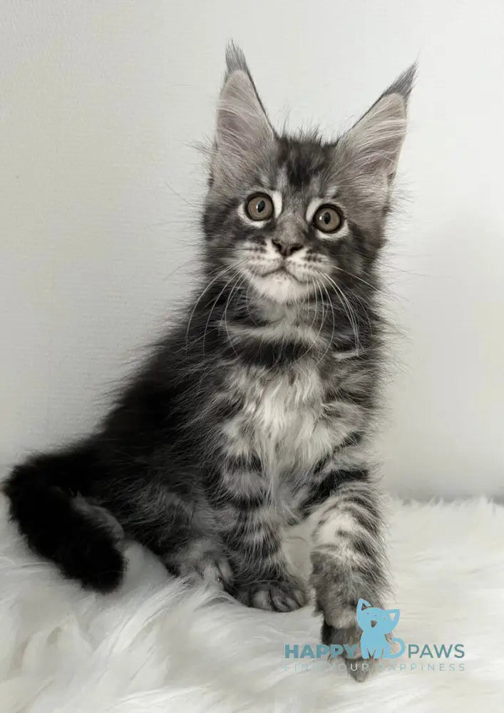Idella Maine Coon female black silver tabby live animals