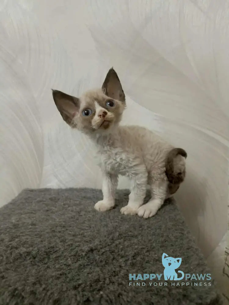 Idgie Devon Rex male seal pointed bicolour live animals