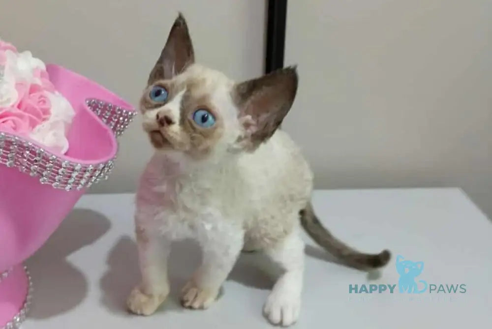 Idgie Devon Rex male seal pointed bicolour live animals