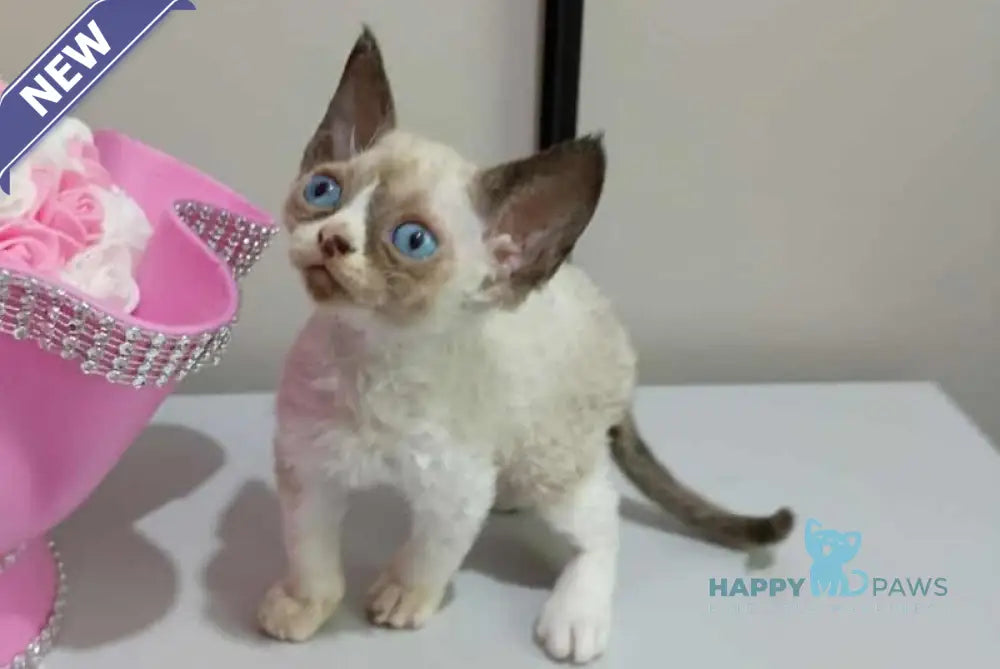 Idgie Devon Rex male seal pointed bicolour live animals