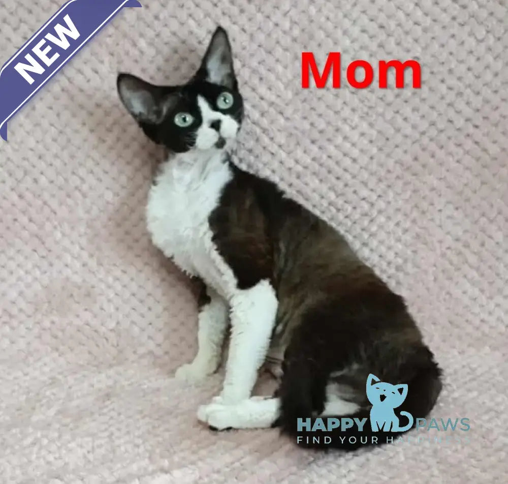 Idgie Devon Rex male seal pointed bicolour live animals