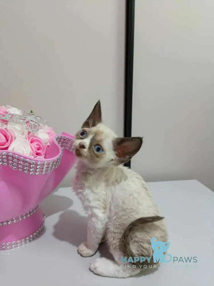 Idgie Devon Rex male seal pointed bicolour live animals