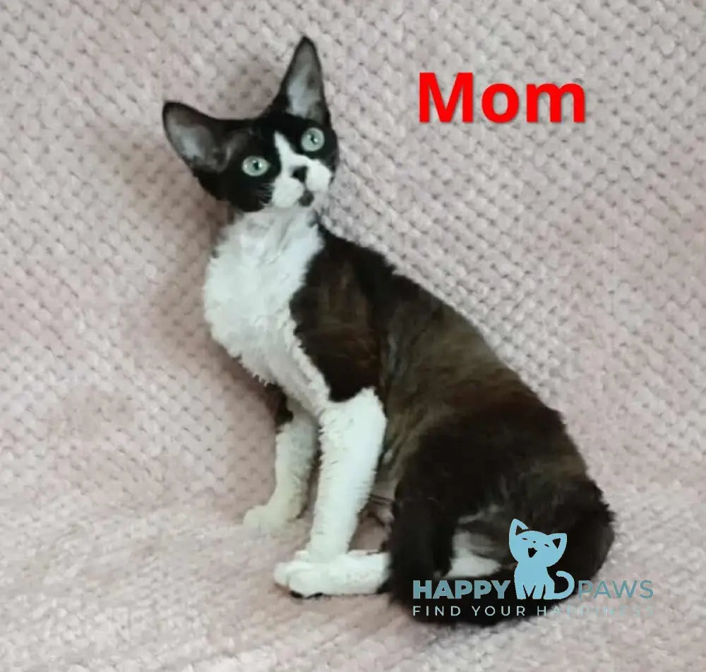 Idgie Devon Rex male seal pointed bicolour live animals