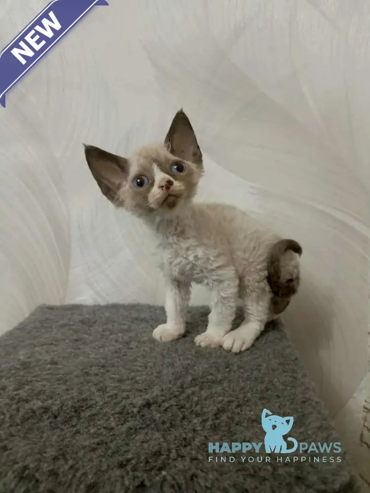 Idgie Devon Rex male seal pointed bicolour live animals