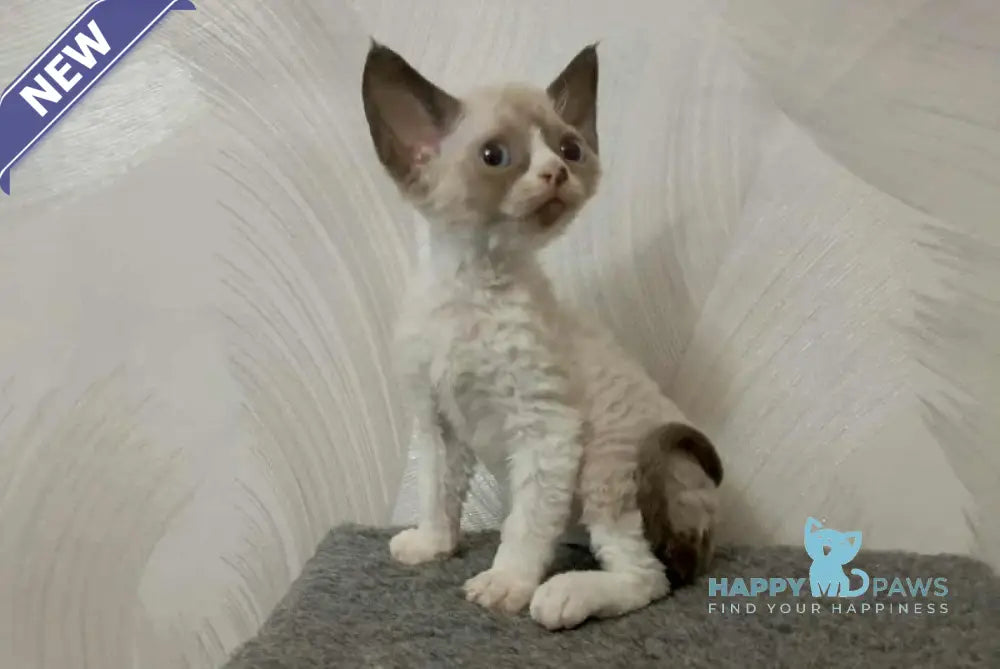 Idgie Devon Rex male seal pointed bicolour live animals