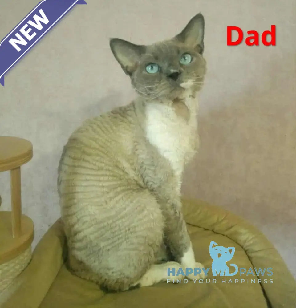 Idgie Devon Rex male seal pointed bicolour live animals