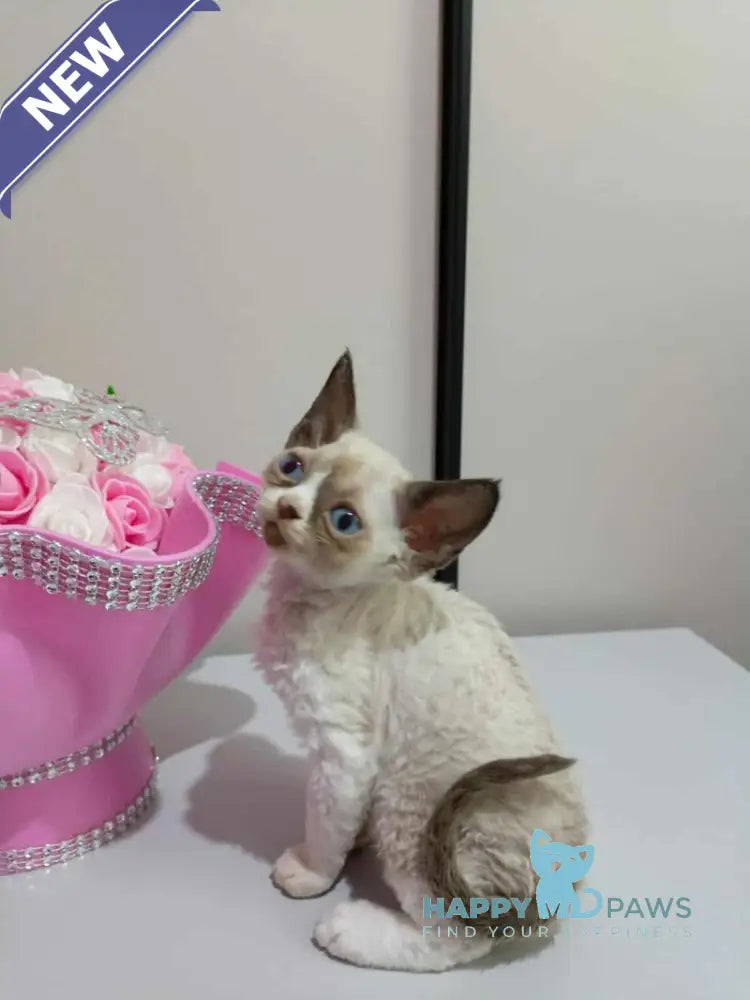 Idgie Devon Rex male seal pointed bicolour live animals