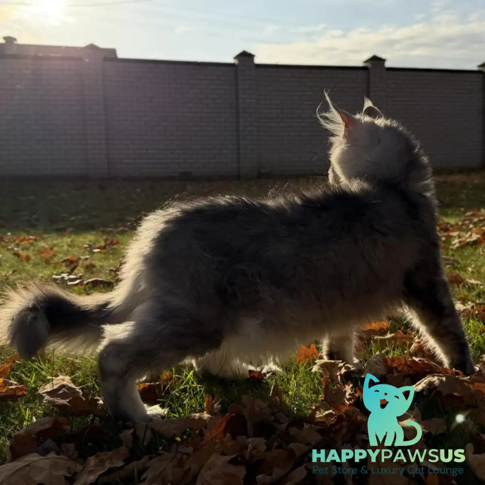 Idris Maine Coon male black silver ticked tabby - live animals