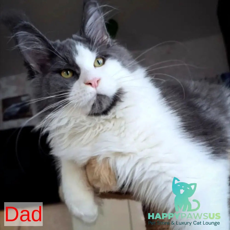 Idris Maine Coon male black silver ticked tabby - live animals