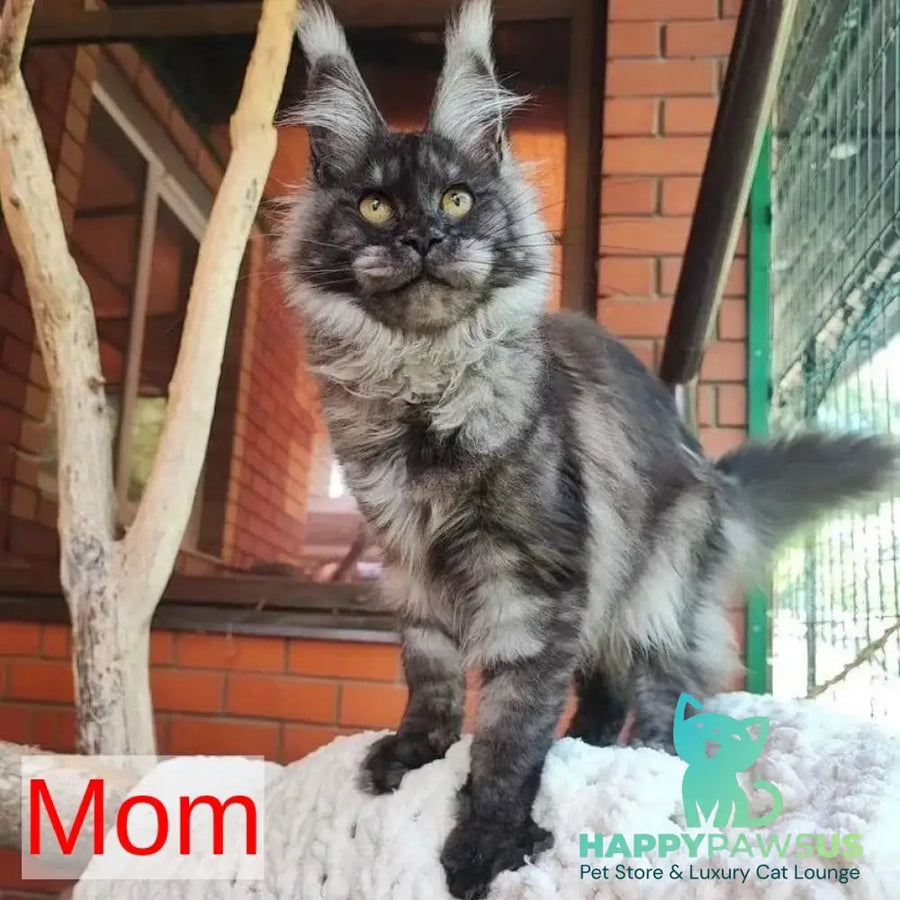 Idris Maine Coon male black silver ticked tabby - live animals