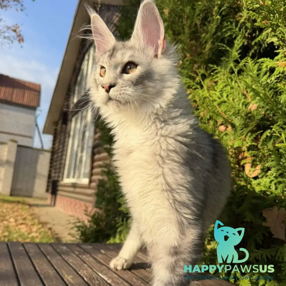 Idris Maine Coon male black silver ticked tabby - live animals