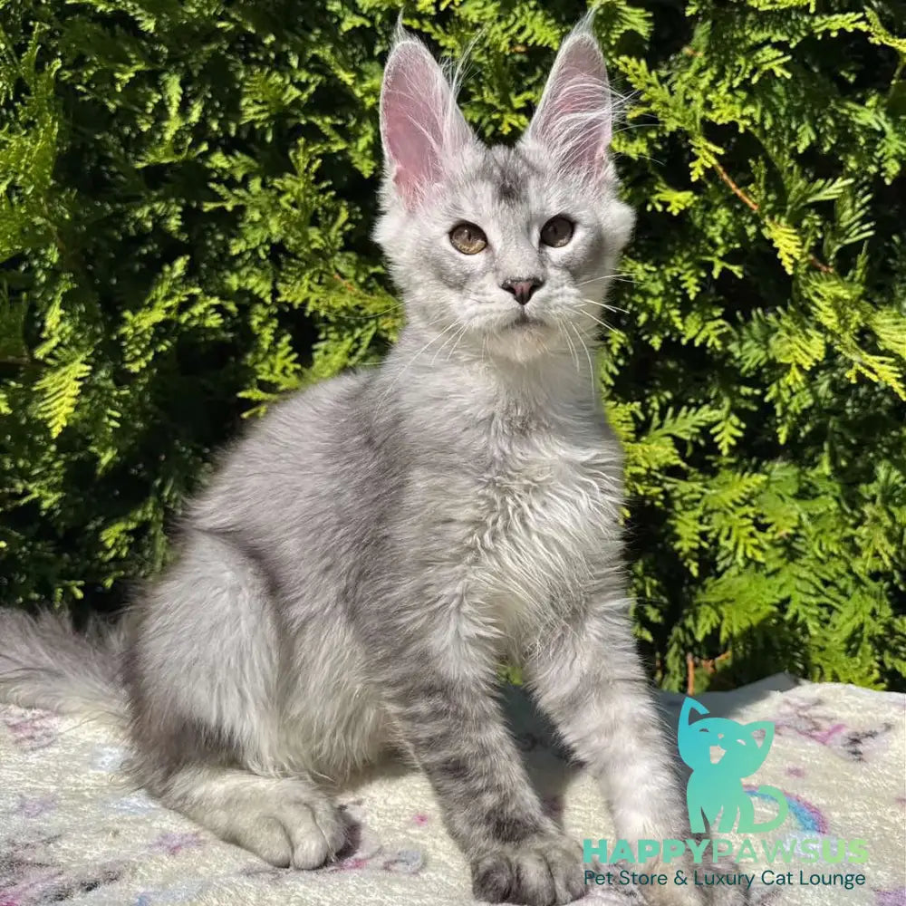 Idris Maine Coon male black silver ticked tabby - live animals