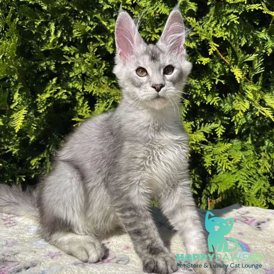 Idris Maine Coon male black silver ticked tabby - live animals