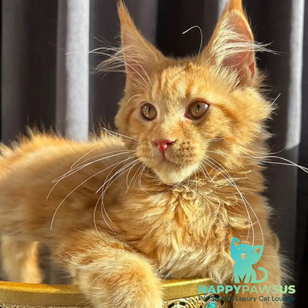 Iggy Maine Coon male red - live animals