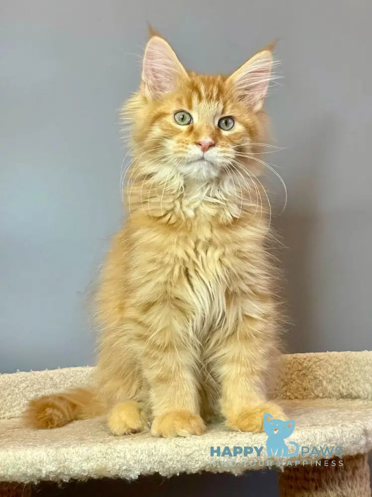 Iggy Maine Coon male red tabby live animals