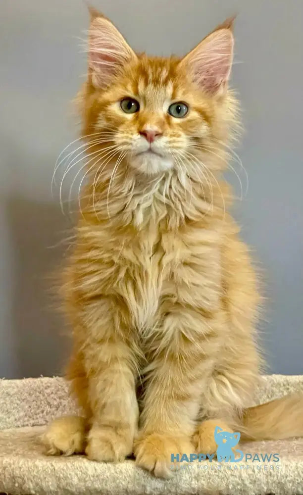 Iggy Maine Coon male red tabby live animals