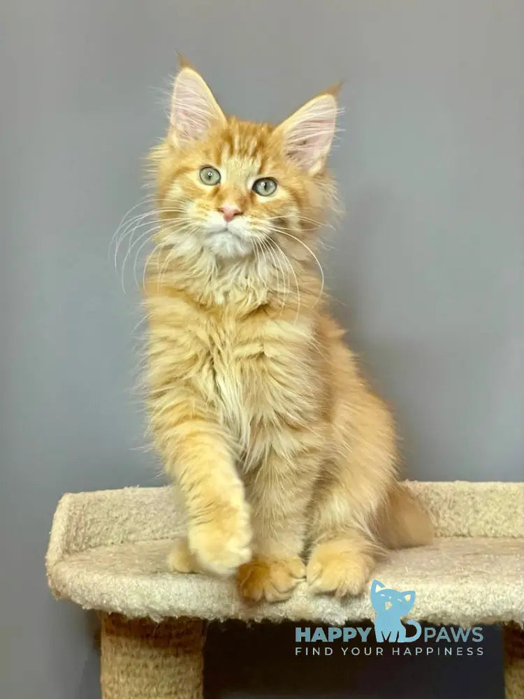 Iggy Maine Coon male red tabby live animals