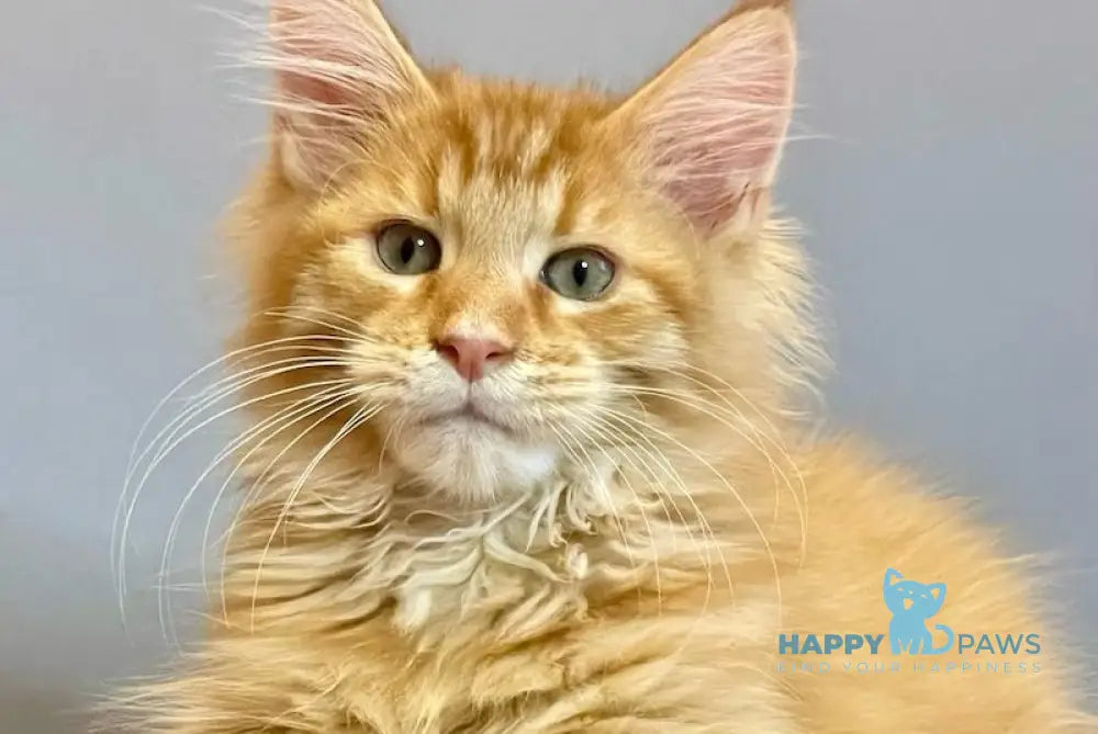 Iggy Maine Coon male red tabby live animals