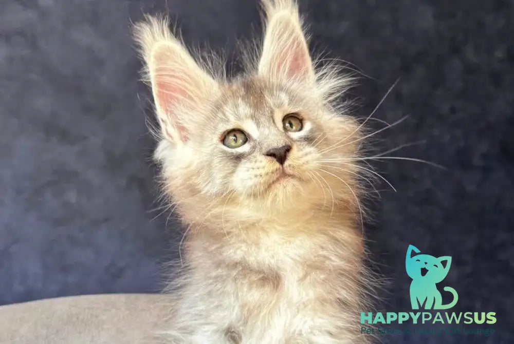 Igmoo Kipper Maine Coon male black silver ticked tabby - live animals