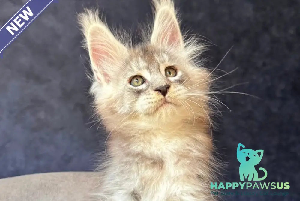 Igmoo Kipper Maine Coon male black silver ticked tabby - live animals