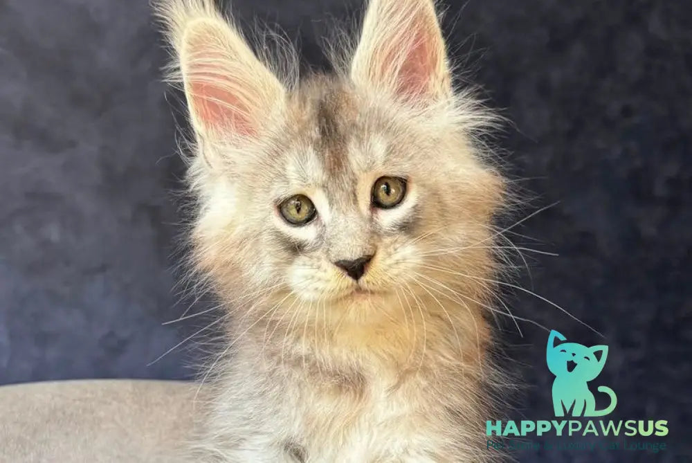 Igmoo Kipper Maine Coon male black silver ticked tabby - live animals
