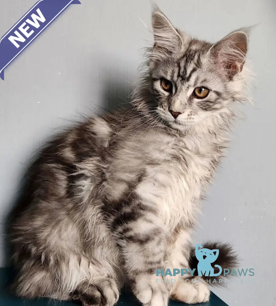 Ignat Maine Coon male black silver tabby live animals