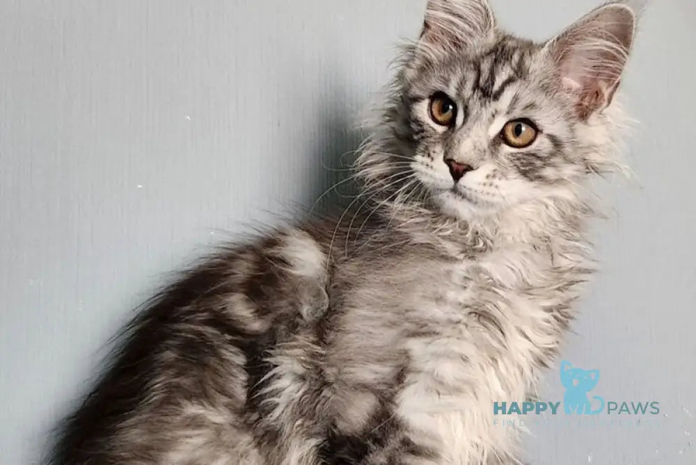 Ignat Maine Coon male black silver tabby live animals