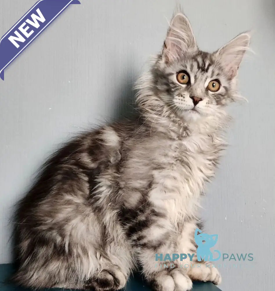 Ignat Maine Coon male black silver tabby live animals