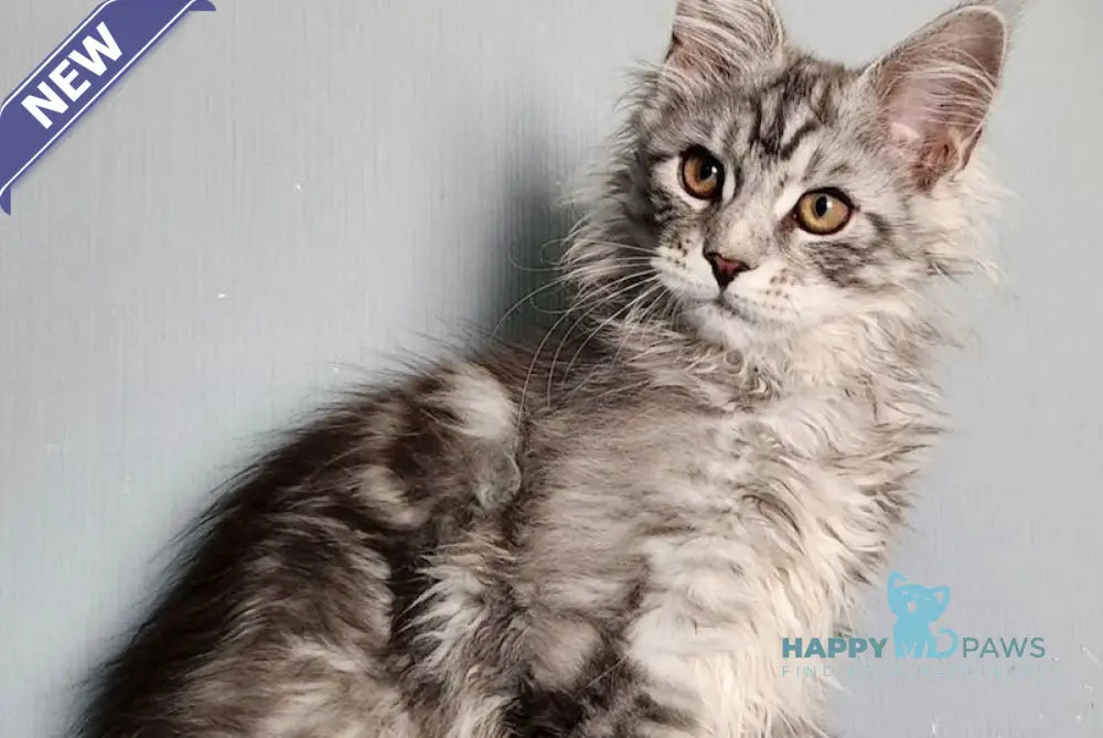 Ignat Maine Coon male black silver tabby live animals