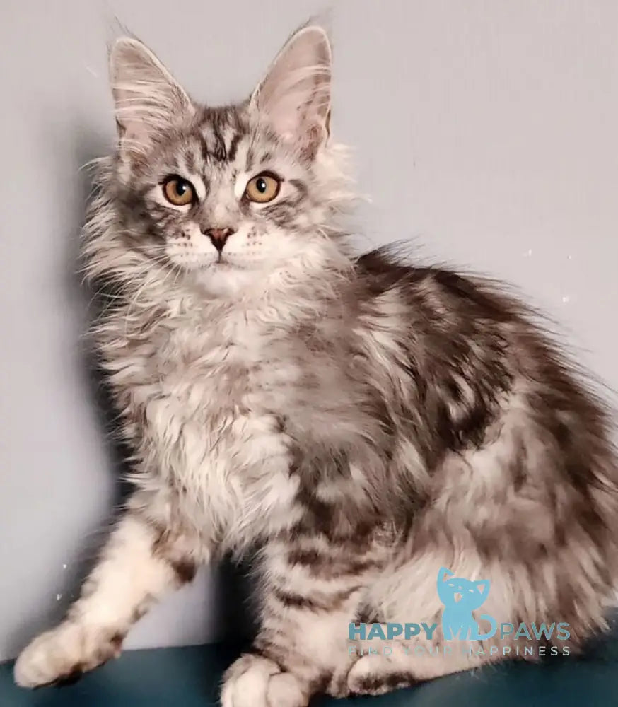 Ignat Maine Coon male black silver tabby live animals