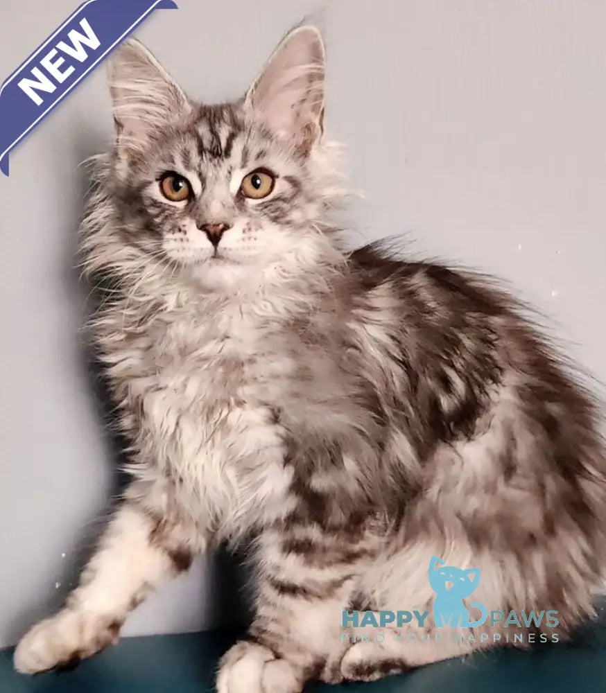 Ignat Maine Coon male black silver tabby live animals