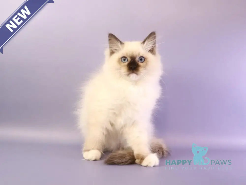 Ignat Ragdoll male black mitted live animals