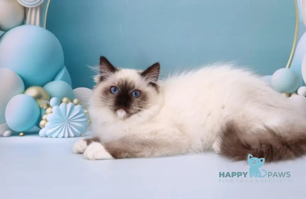 Ignat Ragdoll male black mitted live animals