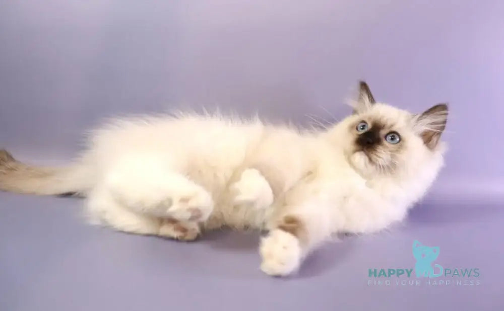 Ignat Ragdoll male black mitted live animals