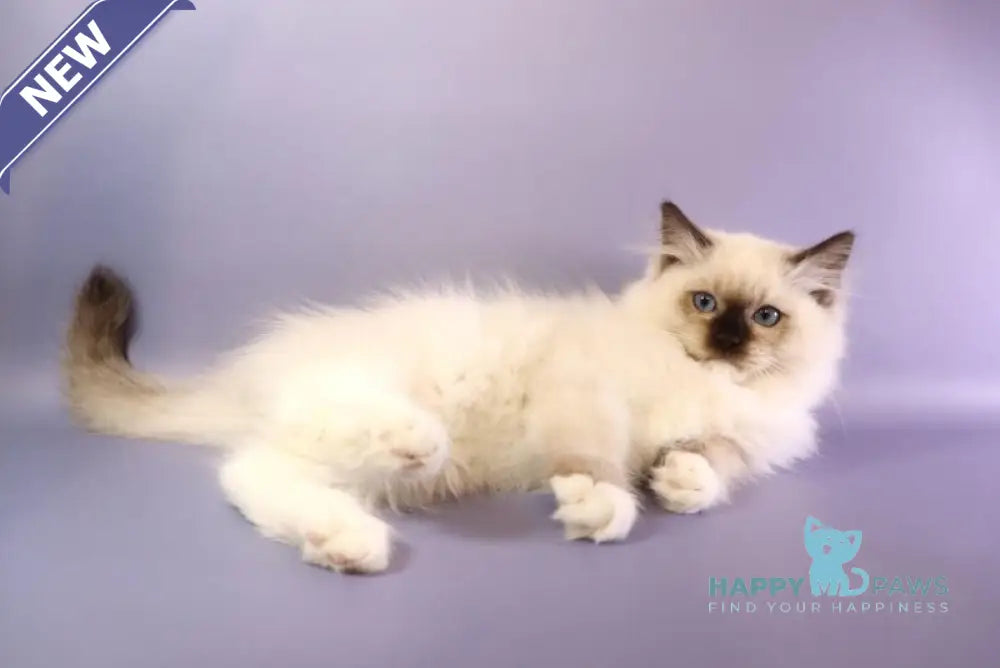 Ignat Ragdoll male black mitted live animals