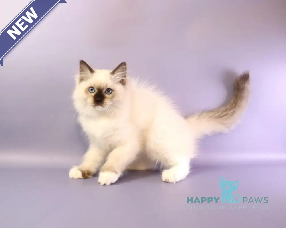 Ignat Ragdoll male black mitted live animals