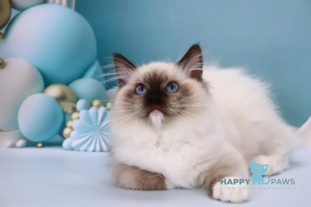 Ignat Ragdoll male black mitted live animals