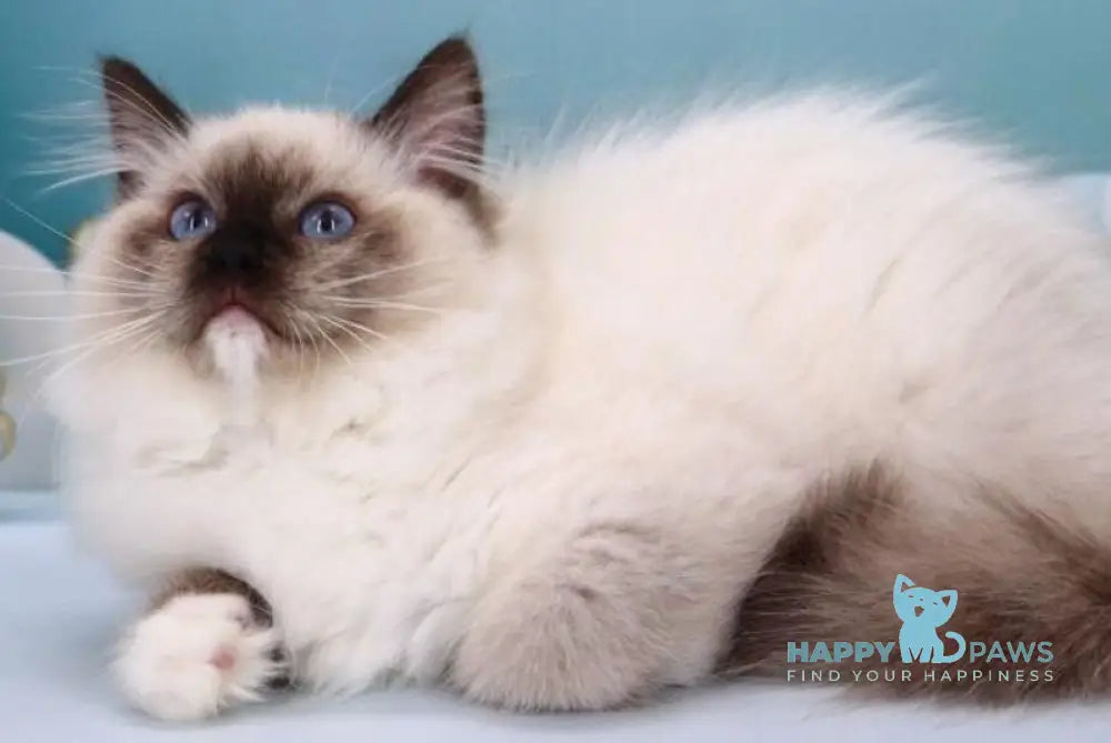 Ignat Ragdoll male black mitted live animals