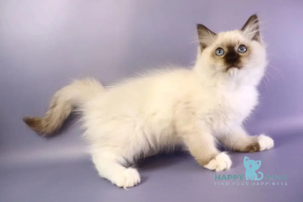 Ignat Ragdoll male black mitted live animals