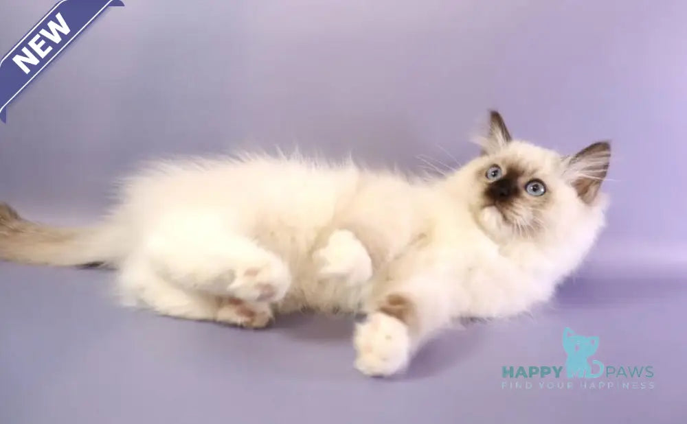 Ignat Ragdoll male black mitted live animals