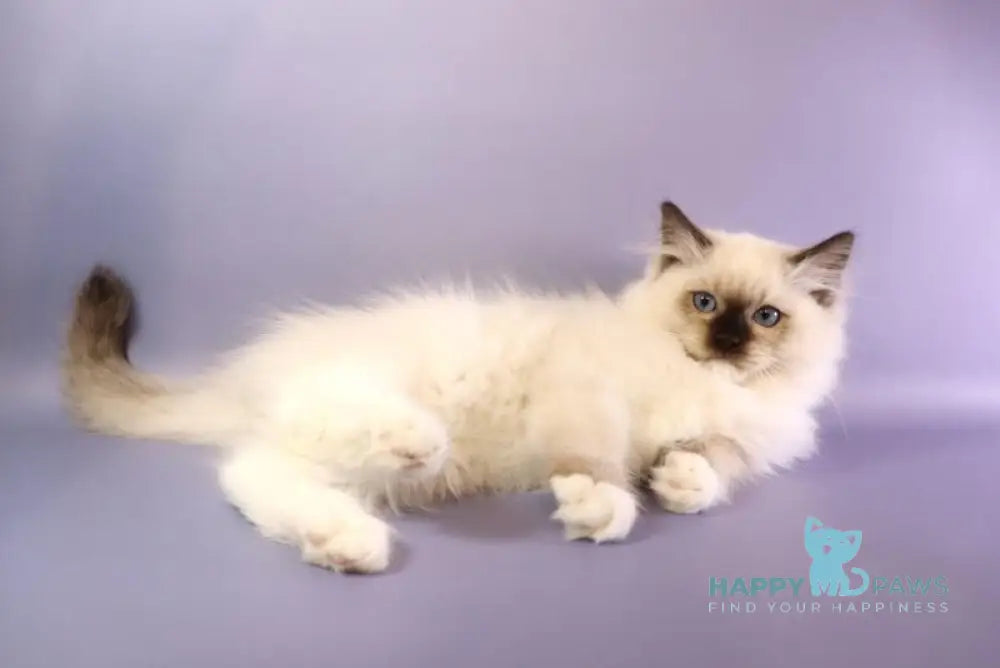 Ignat Ragdoll male black mitted live animals
