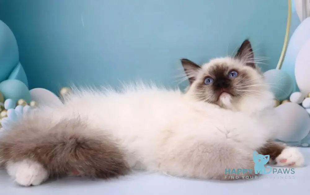 Ignat Ragdoll male black mitted live animals