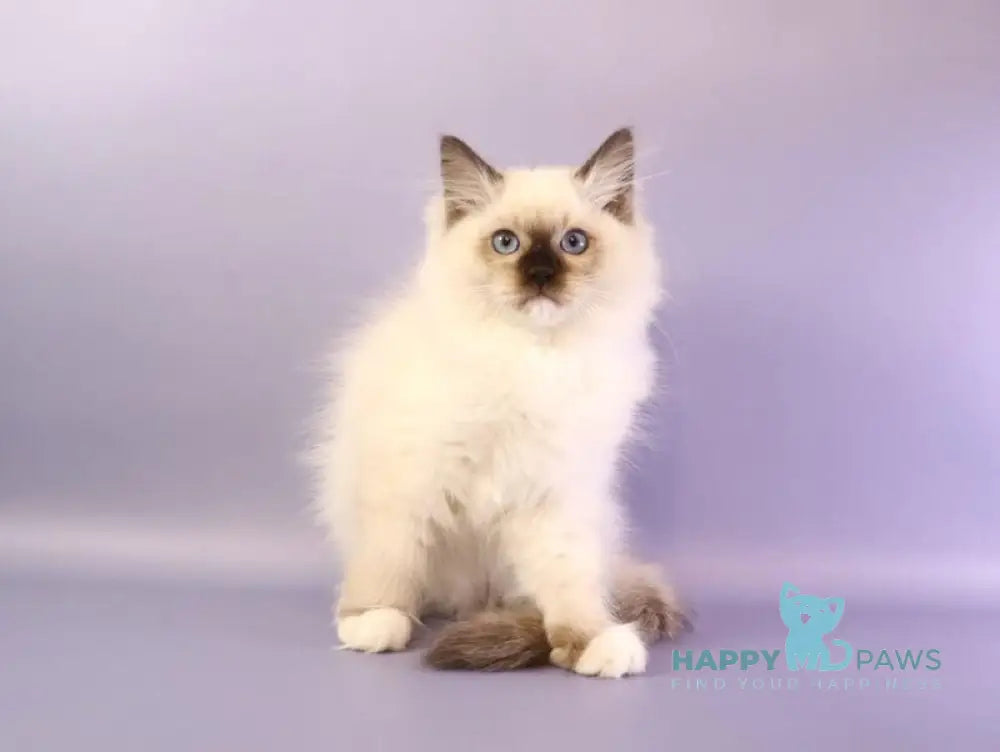 Ignat Ragdoll male black mitted live animals